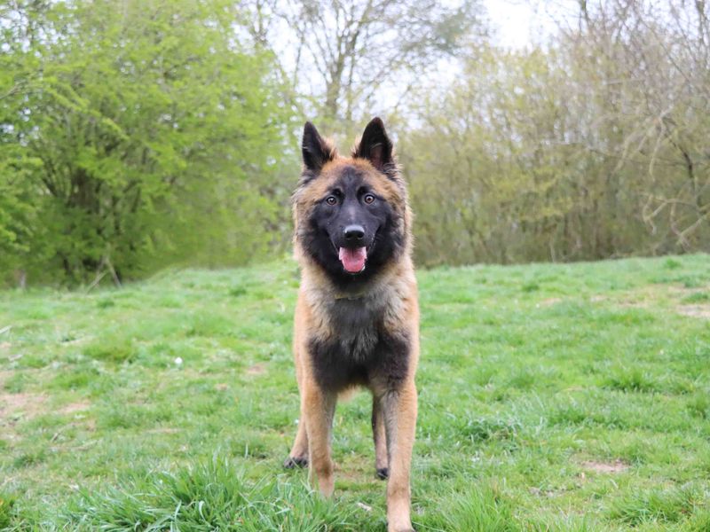 German Shepherd for adoption in Sadberge, Co Durham – 11 months old - Image 2 of 5