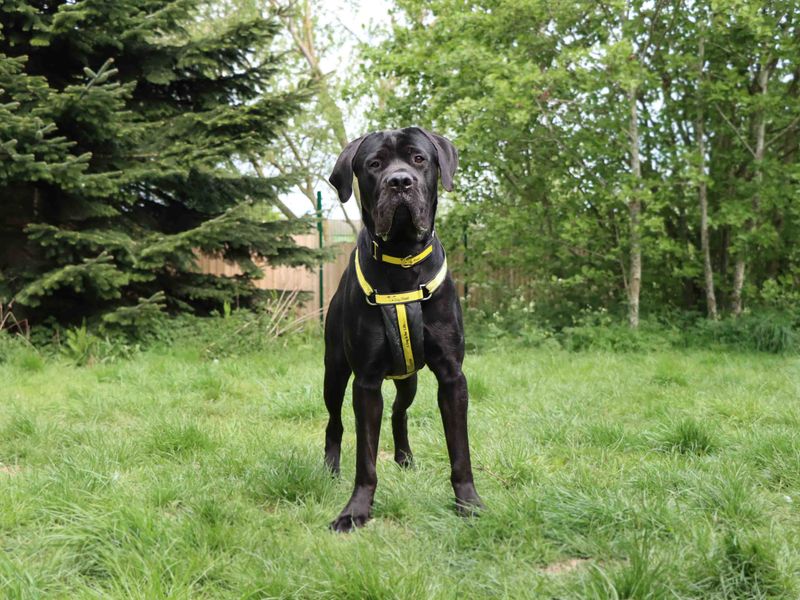 Cane Corso for adoption in Sadberge, Co Durham – 1 year old - Image 2 of 4