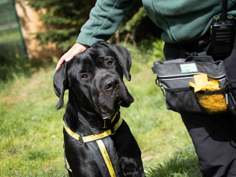 Cane Corso for adoption in Sadberge, Co Durham – 1 year old - Image 3 of 4