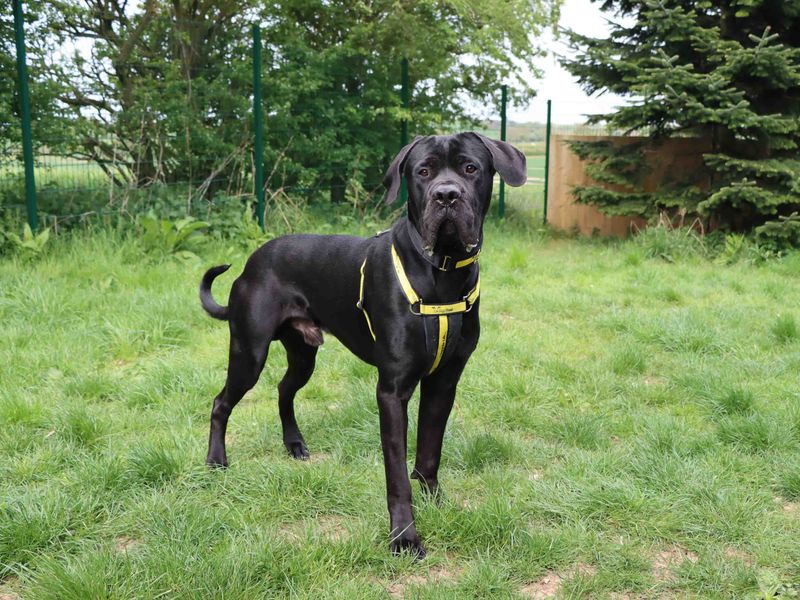 Cane Corso for adoption in Sadberge, Co Durham – 1 year old - Image 4 of 4
