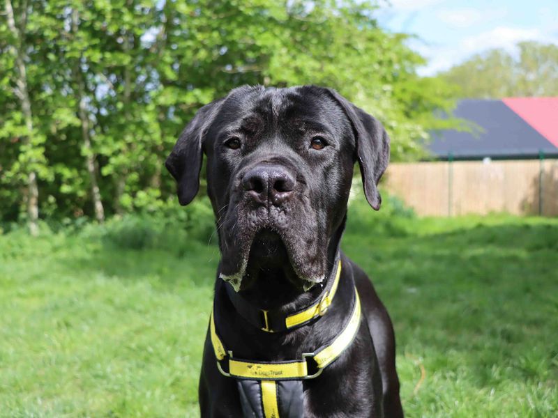 Kai | Italian Corso Dog | Darlington - 1