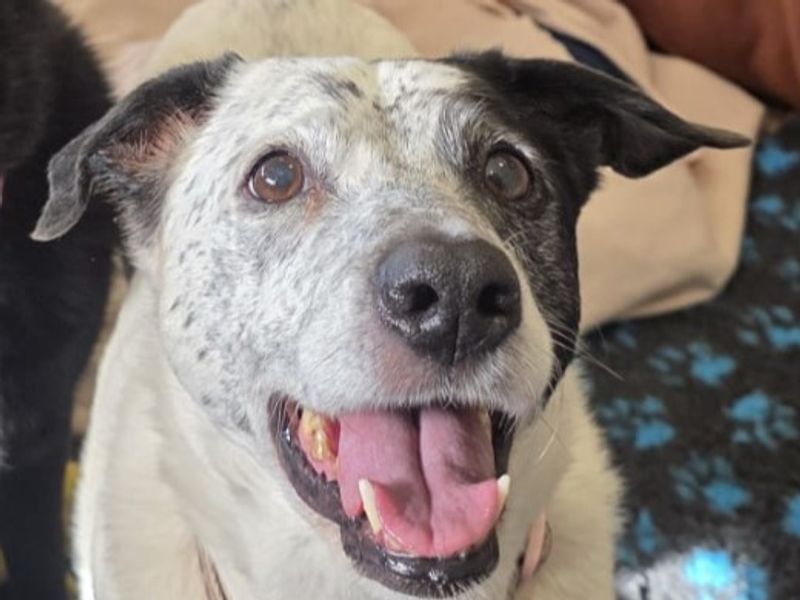 Border Collie for adoption in Telford, Shropshire – 13 years old - Image 2 of 4
