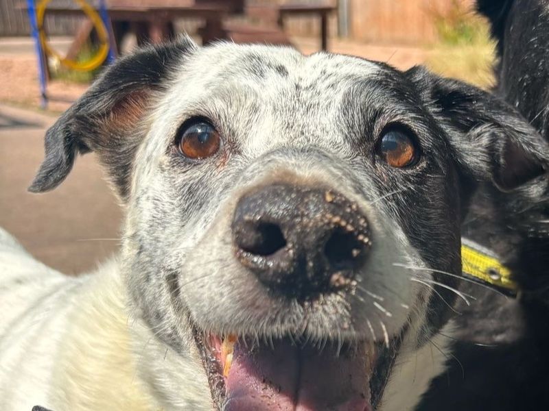 Border Collie for adoption in Telford, Shropshire – 13 years old