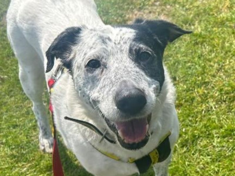 Border Collie for adoption in Telford, Shropshire – 13 years old - Image 3 of 4