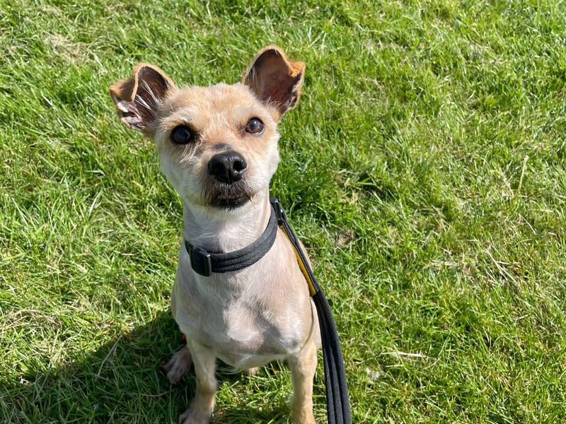 Tommy for sale in Shoreham by Sea, West Sussex