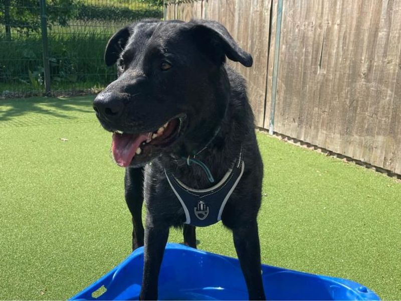 Arlo for sale in Telford, Shropshire