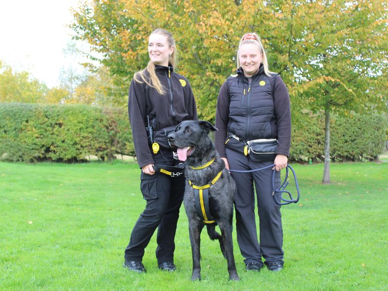 Merlin | German Shepherd Dog Cross | Shrewsbury (Shropshire) - 1