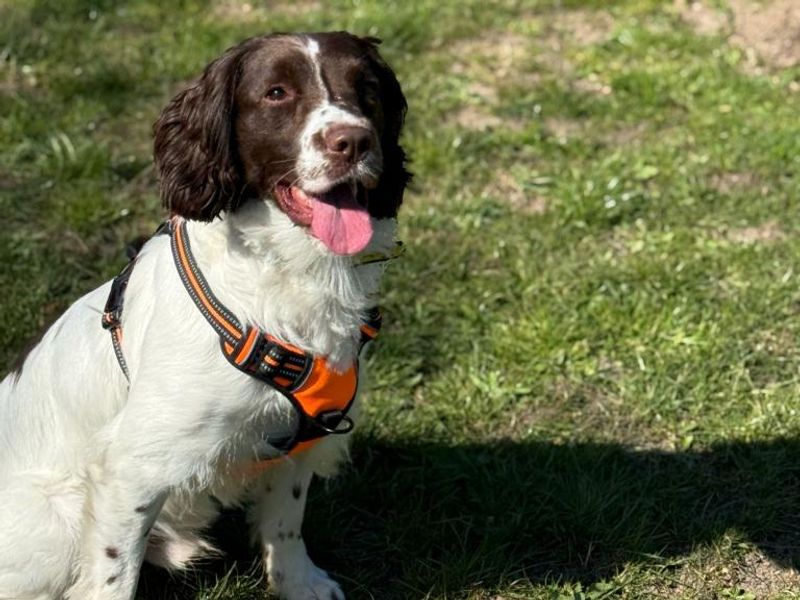 Milo for sale in Telford, Shropshire - Image 2