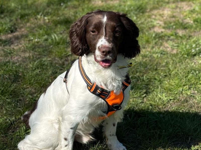 Milo for sale in Telford, Shropshire