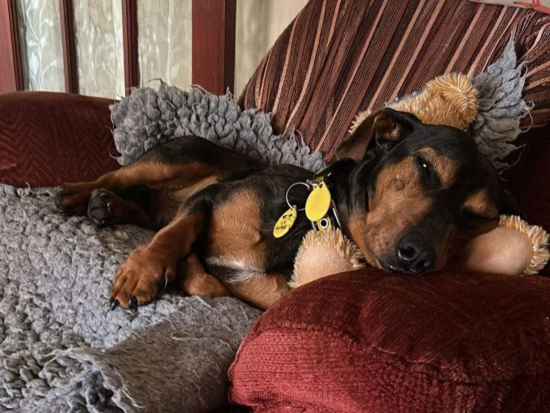 Dachshund for adoption in Kenilworth, Warks – 4 years old - Image 2 of 2