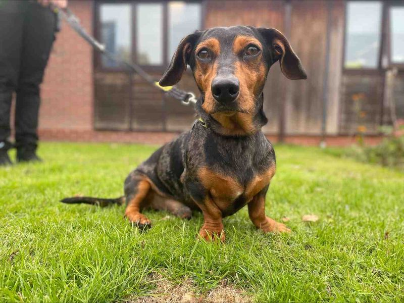 Dachshund for adoption in Kenilworth, Warks – 4 years old