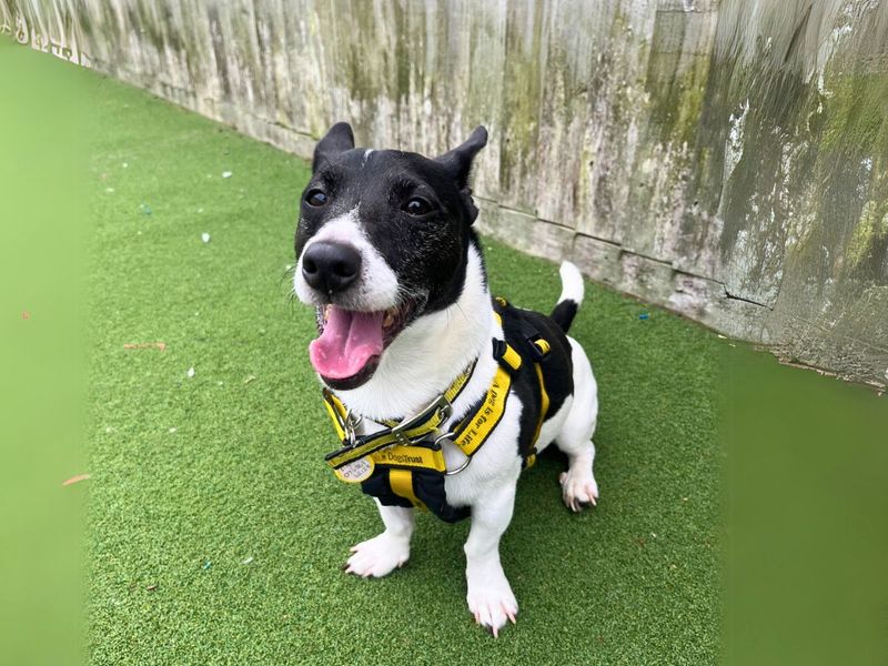 Jack Russell for adoption in Newton Tony, Wiltshire – 6 years old - Image 2 of 2