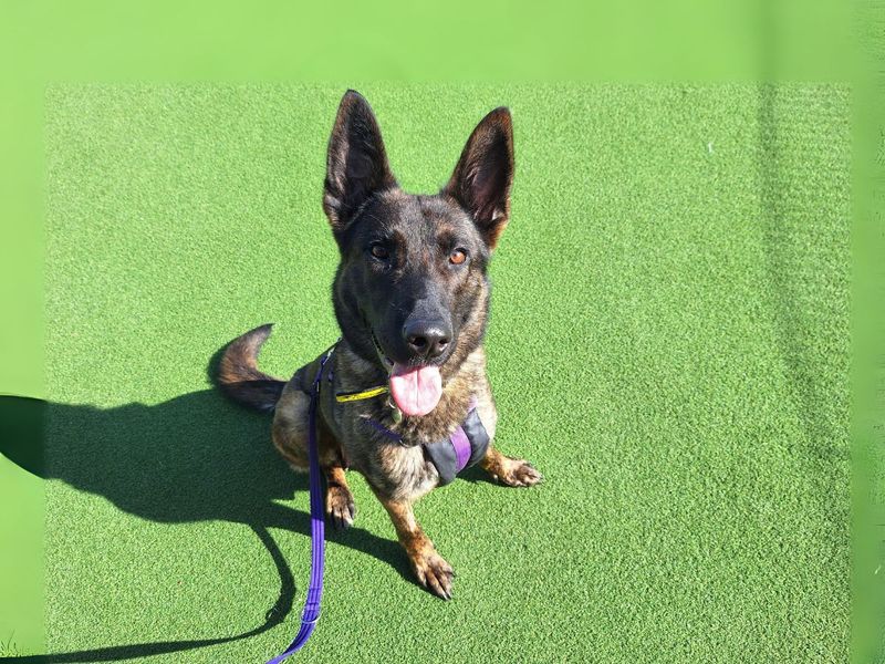 Sammie | Belgian Shepherd Dog (Malinois) | Salisbury (Wiltshire) - 1