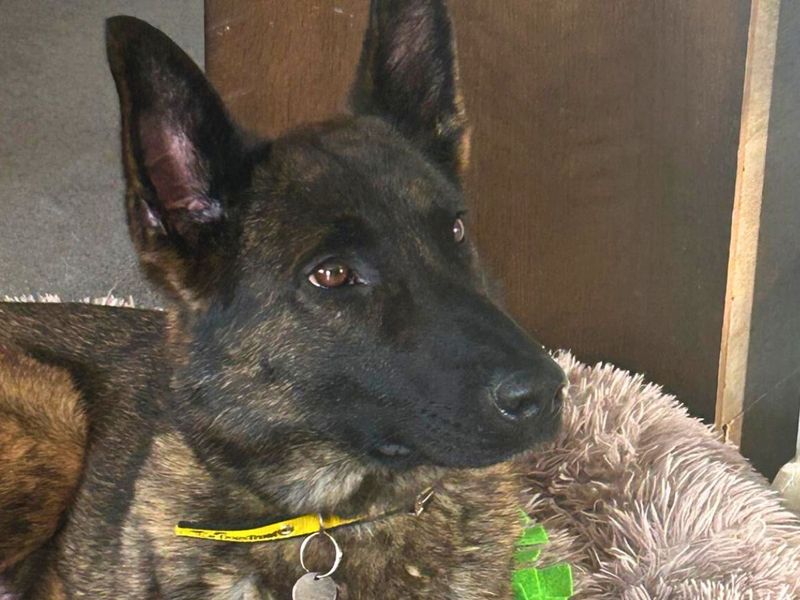 Sammie | Belgian Shepherd Dog (Malinois) | Salisbury (Wiltshire) - 1