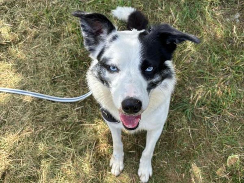 Border Collie for adoption in Telford, Shropshire – 3 years old - Image 2 of 3