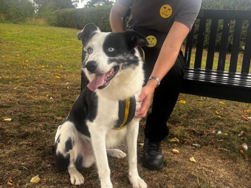 Border Collie for adoption in Telford, Shropshire – 3 years old - Image 3 of 3