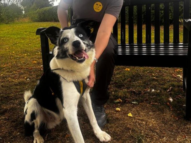 Border Collie for adoption in Telford, Shropshire – 3 years old