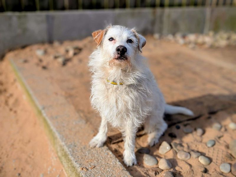 Jack Russell Terrier for adoption in Cardiff, Glamorgan – 7 years old - Image 2 of 6