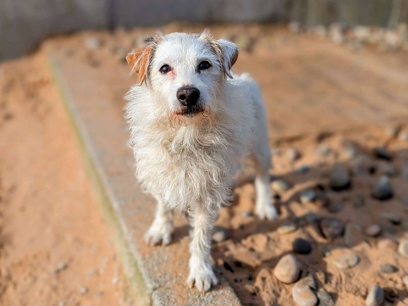 Jack Russell Terrier for adoption in Cardiff, Glamorgan – 7 years old - Image 4 of 6