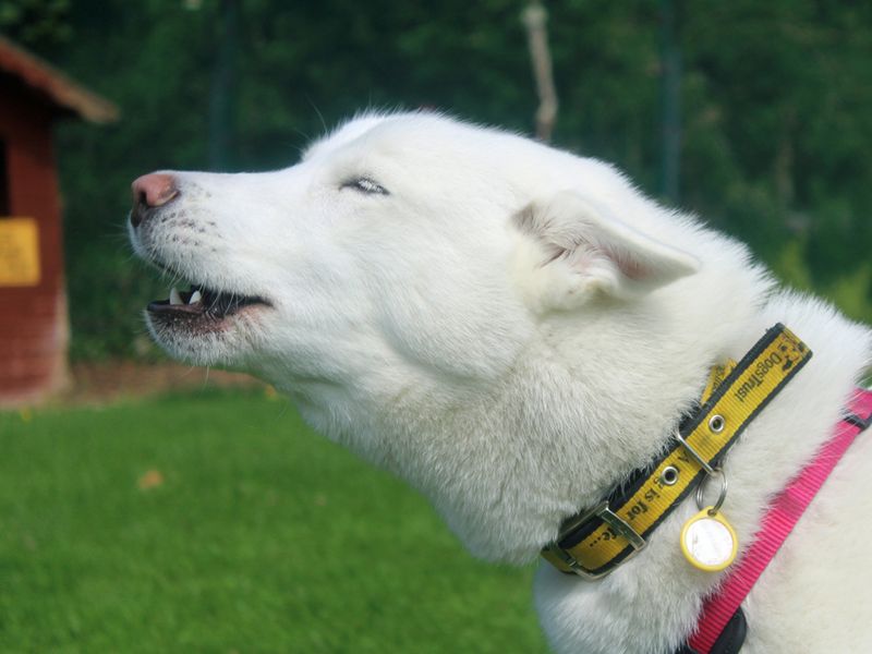 Luna for sale in Liverpool, Merseyside