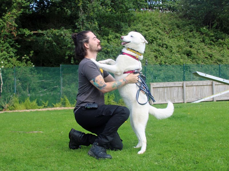 Siberian Husky for adoption in Liverpool, Merseyside – 1 year old - Image 2 of 4