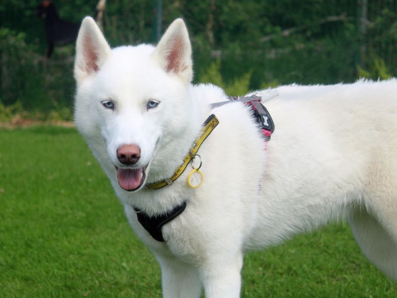Luna for sale in Liverpool, Merseyside | Image 3