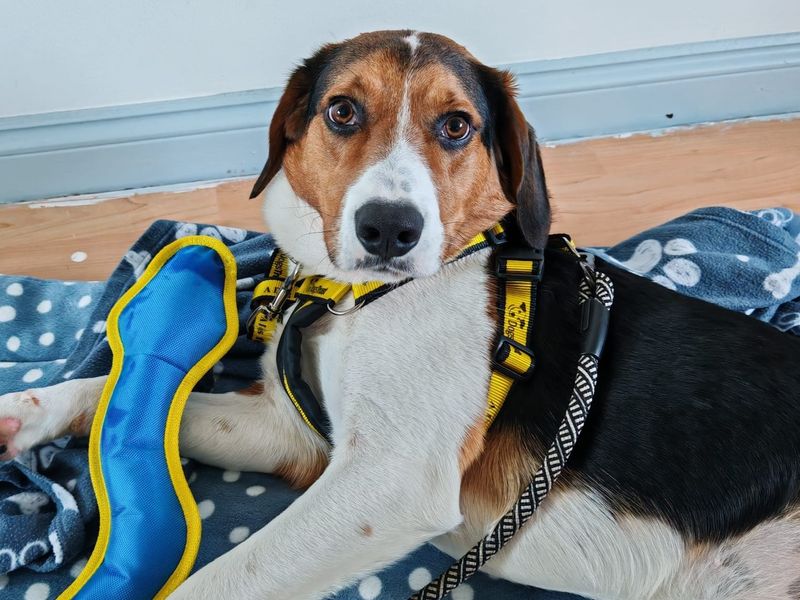 Beagle for adoption in Ballymena, Co Antrim – 1 year old - Image 3 of 4