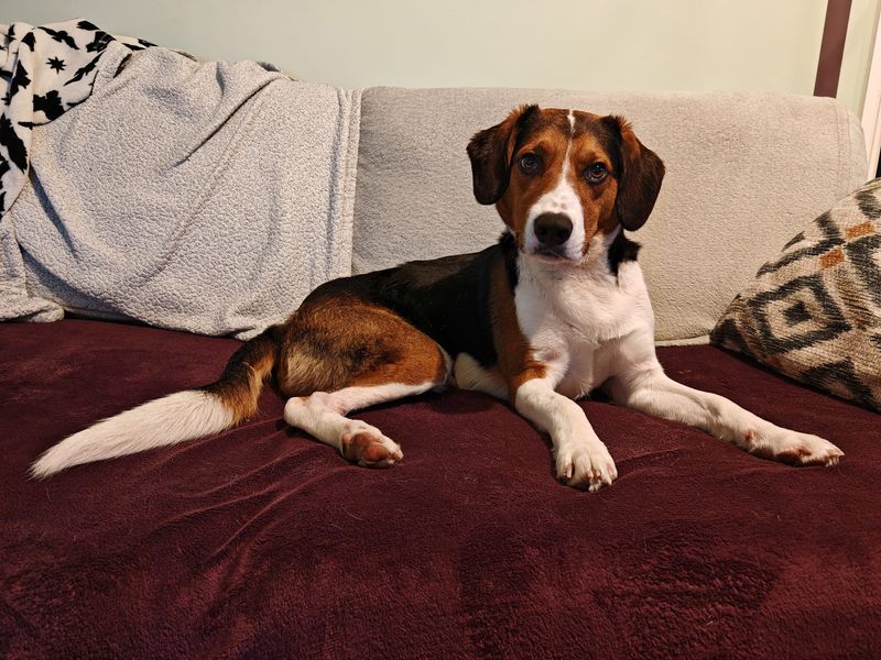 Nicky for sale in Ballymena, Co Antrim