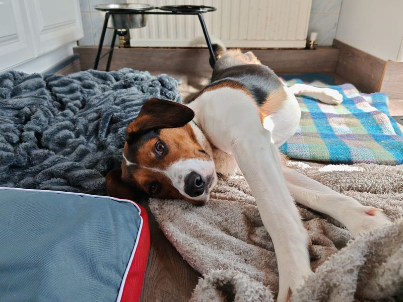 Beagle for adoption in Ballymena, Co Antrim – 1 year old - Image 4 of 4