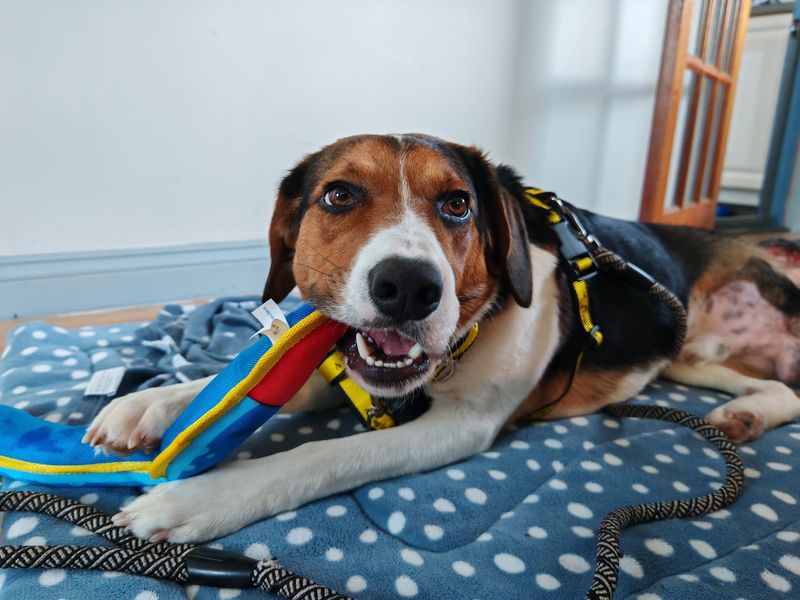 Nicky for sale in Ballymena, Co Antrim | Image 2