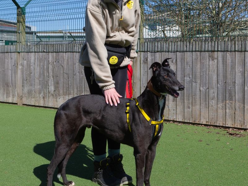 Jack for sale in Wymeswold, Leicestershire