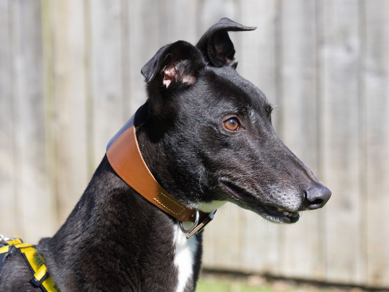 Jack for sale in Wymeswold, Leicestershire - Image 2