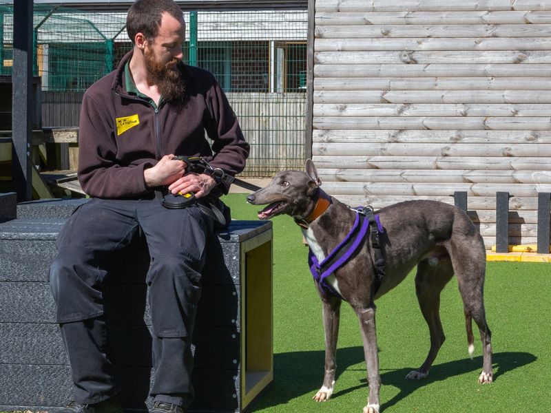 Greyhound for adoption in Wymeswold, Leicestershire – 4 years old - Image 2 of 2