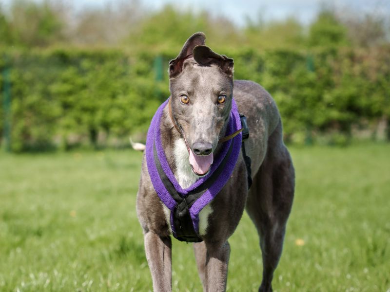 Ethan | Greyhound | Loughborough - 1