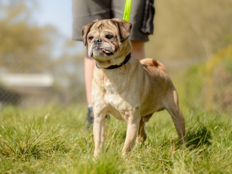 Pug for adoption in Kenilworth, Warwickshire – 11 years old - Image 4 of 4