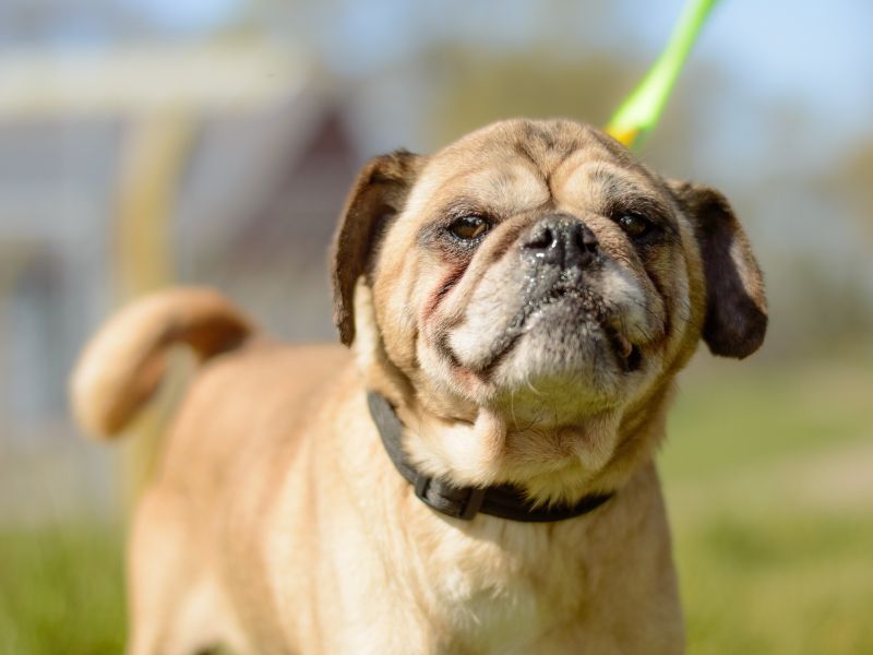 Pug for adoption in Kenilworth, Warwickshire – 11 years old - Image 3 of 4