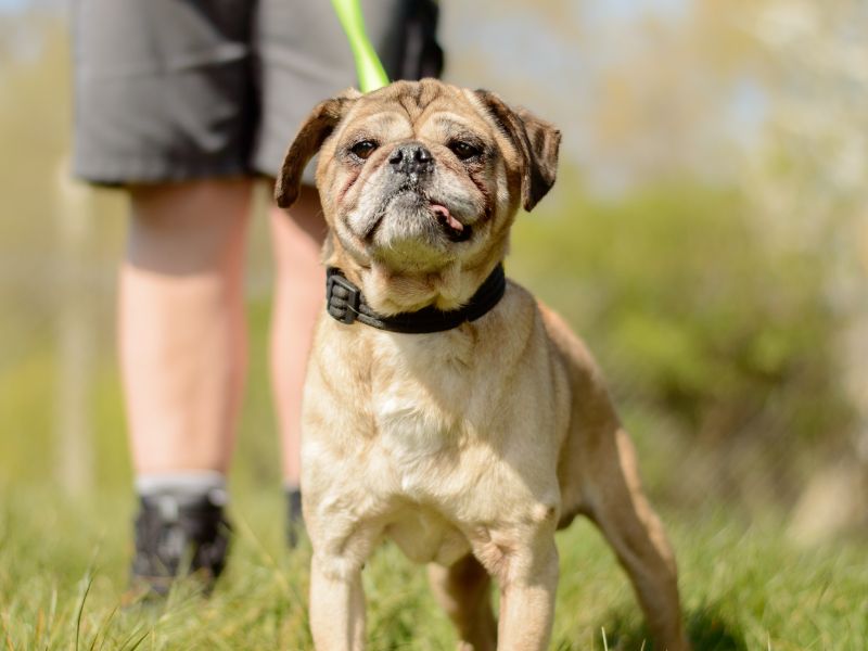 Bosley for sale in Kenilworth, Warks