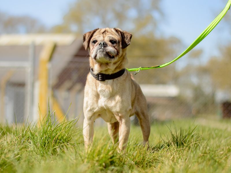 Bosley for sale in Kenilworth, Warks - Image 2
