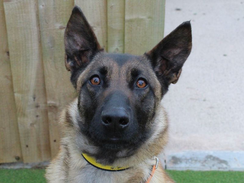 Abbey | Belgian Shepherd Dog (Malinois) | Evesham (Worcestershire) - 1