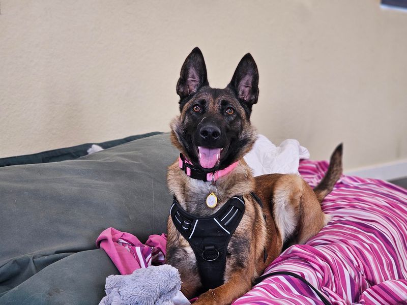 Abbey | Belgian Shepherd Dog (Malinois) | Evesham (Worcestershire) - 1