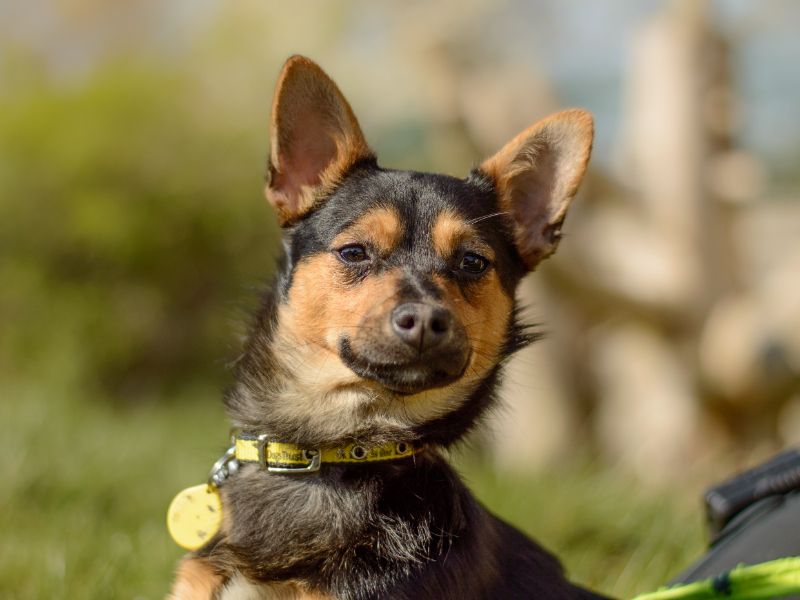 Jack Russell for adoption in Kenilworth, Warks – 10 months old - Image 3 of 3