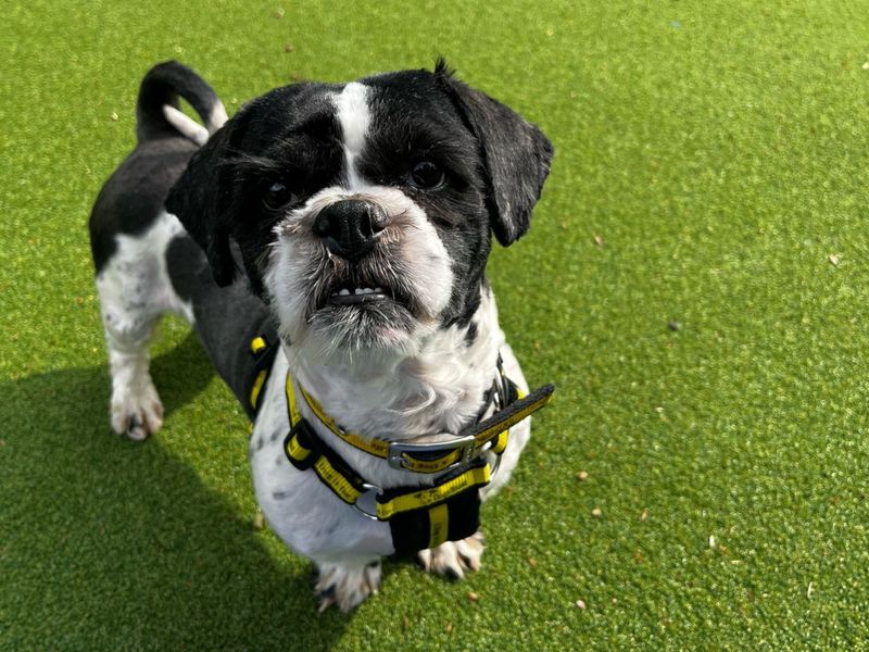 Shih Tzu for adoption in Chestfield, Kent – 2 years old