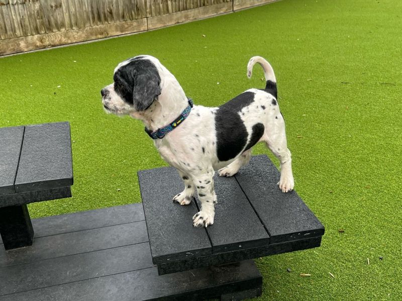 Shih Tzu for adoption in Chestfield, Kent – 2 years old