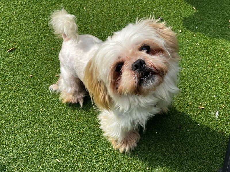 Shih Tzu for adoption in Chestfield, Kent – 6 years old