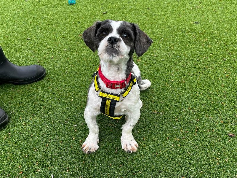 Shih Tzu for adoption in Chestfield, Kent – 2 years old