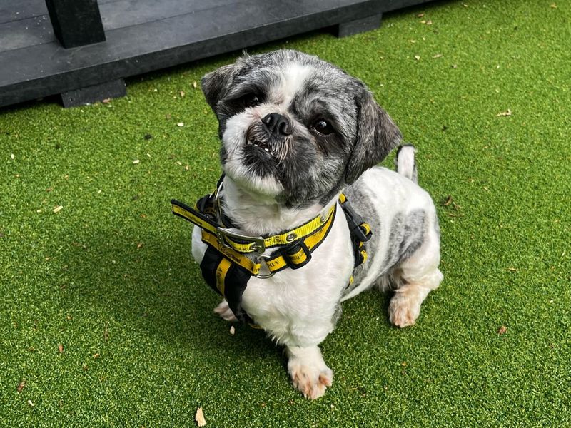 Mark | Shih Tzu | Canterbury - 1