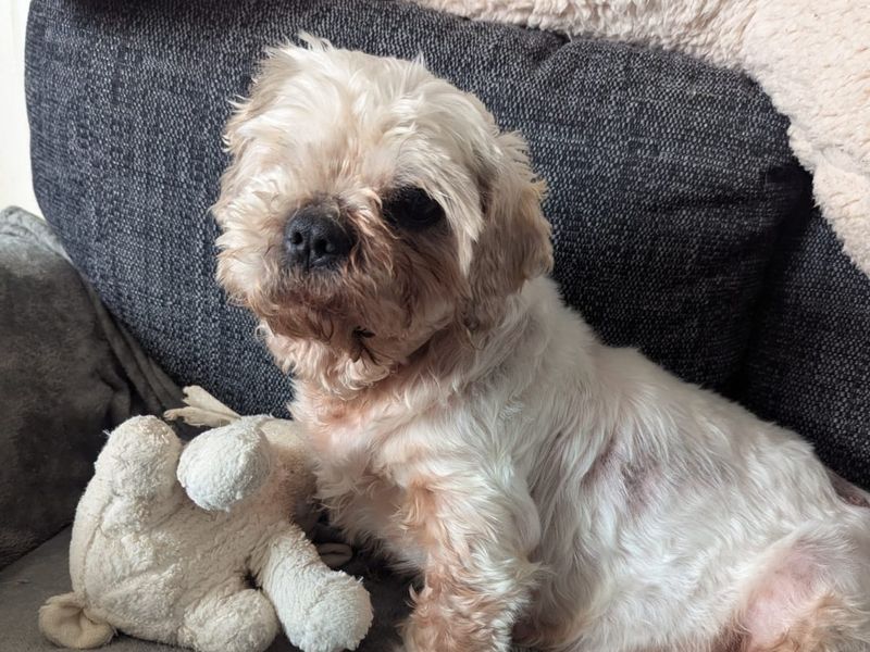 Shih Tzu for adoption in Ballymena, Co Antrim – 6 years old