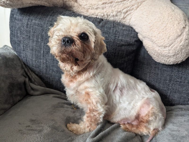 Shih Tzu for adoption in Ballymena, Co Antrim – 6 years old - Image 2 of 4