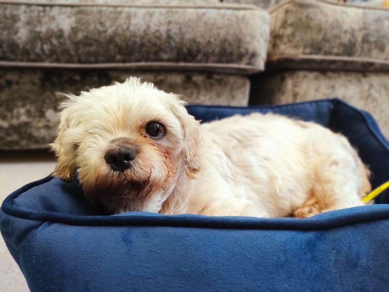 Shih Tzu for adoption in Ballymena, Co Antrim – 6 years old - Image 4 of 4