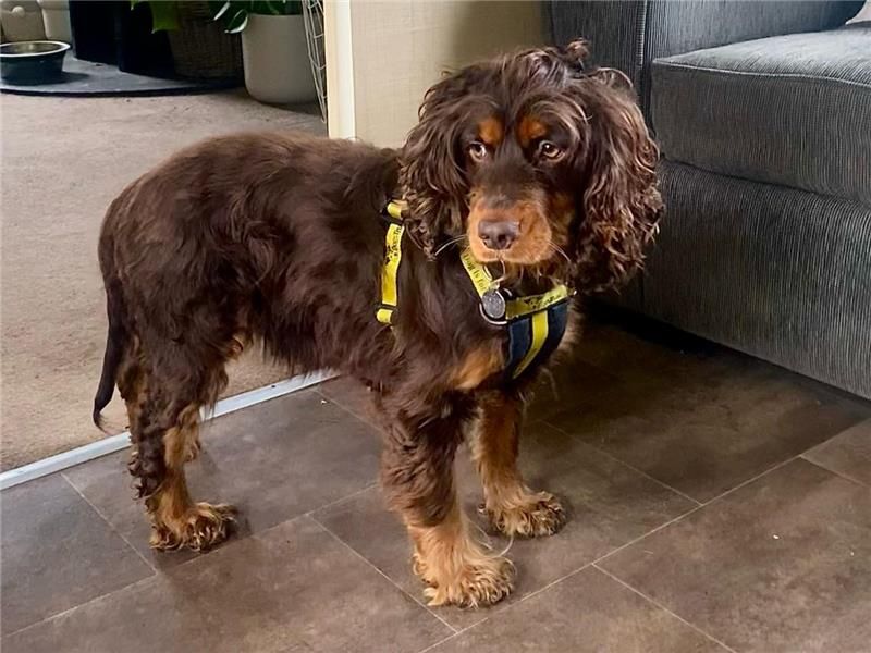 Etta for sale in Telford, Shropshire
